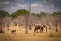 132 Zambia, South Luangwa NP, olifanten